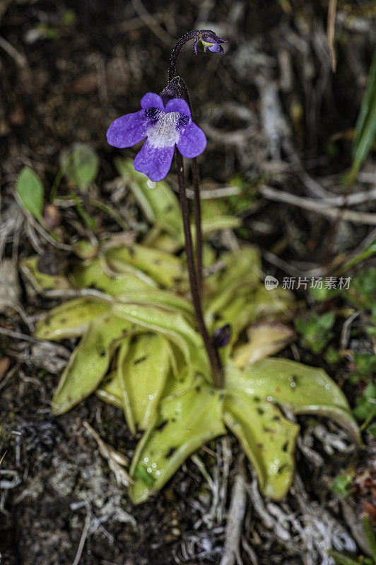 扁桃属(Pinguicula vulgaris)是一种多年生的狸藻科肉食性植物。生长在阿拉斯加诺姆附近。